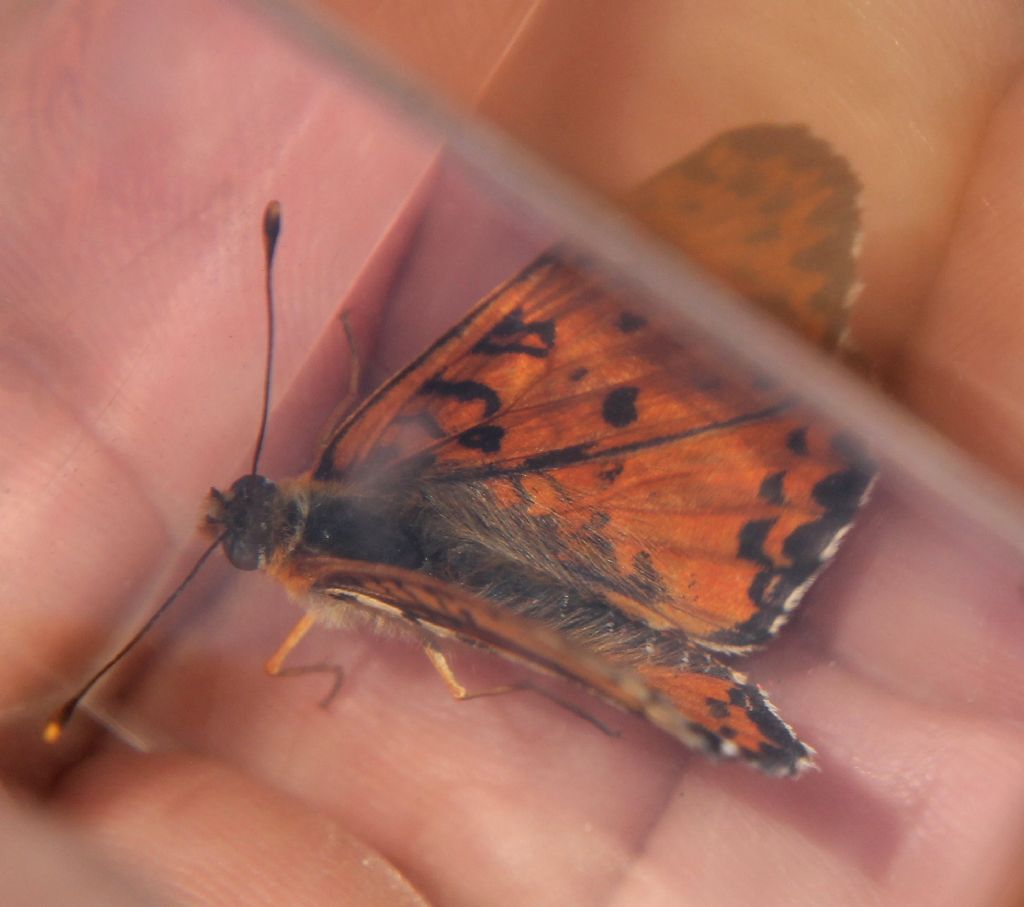 Melitaea didyma particolare